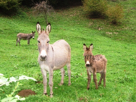 asinelli